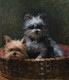 Large 19th Century Portrait Of Cairn Terrier Dogs Fannie MOODY (1861-1948)
