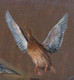 19th Century English Study Of Duck Mallards Birds Wild Fowl by Edgar HUNT