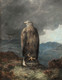 19th Century Scottish Highland White Tailed Sea Eagle James FAED (1821-1911)
