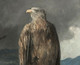 19th Century Scottish Highland White Tailed Sea Eagle James FAED (1821-1911)