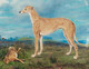 1906 English School Champion Greyhound "Wartnaby Task" & Hare Coursing Portrait