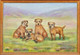 Early 20th Century Border Terrier Dogs Portrait "Lucy, Linnet, Lorna & Lark" 