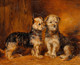 Large 19th Century Scottish Portrait Of Terrier Dog Puppies by JOHN MCLEOD