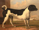 Large 19th Century Portrait Of A Black & White Terrier Dog "Orlando" Landscape
