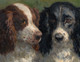 Large Circa 1910 Dog Portrait Of "Honey & Napoleon" English Springer Spaniels