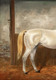 19th Century White / Grey Arabian Horse In A Box Equestrian by LOUIS NADLER