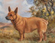 Large 19th Century English Portrait Of Corvette A Corgi Dog by K HARRIS