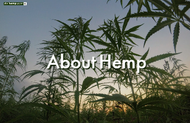 Hemp in New Zealand - A History