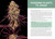 Cannabis Growers Handbook - By Ed Rosenthal, Dr. Robert Flannery  & Angela Bacca