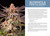 Cannabis Growers Handbook - By Ed Rosenthal, Dr. Robert Flannery  & Angela Bacca