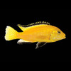 Electric Yellow Cichlid Labidochromis caeruleus
