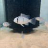 Bandit Cichlid (Guianacara dacrya)