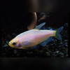 Gold Emperor Tetra - Inpaichthys kerri