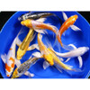 Assorted Butterfly Koi 8cm
