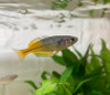 Red Boesemani Rainbowfish (Melanotaenia boesemani)
