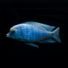 Blue Dolphin Cichlid Cyrtocara moorii