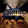 Checkered Julie Cichlid Julidochromis marlieri