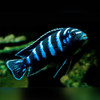 Demanson's Cichlid Chindongo demasoni