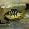 Bumblebee Mouthbrooder Cichlid