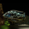 Livingston’s Cichlid Nimbochromis livingstonii