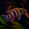 African Butterfly Cichlid Anomalochromis  thomasi
