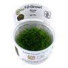Lilaeopsis brasiliensis 1-2-Grow