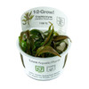 Cryptocoryne undulata 'Broad Leaf' 1-2-Grow