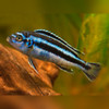 Maingano Cichlid