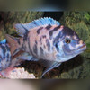 Orange Blotched Zebra Cichlid