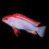 Pseudotropheus Ndumbi Red Top