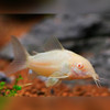 Albino Bronze Cory Corydoras aeneus