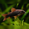 Black Cory Corydoras schultzei