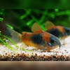 Orange Bronze Cory Corydoras aeneus