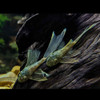 Longfin Green Dragon Bristlenose (Ancistrus sp) 2.5-3cm