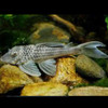 L141 Ghost Pleco (Ancistomus snethlageae) 8-10cm