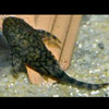 L393 Cheese Creek Bristlenose (Ancistrus sp)