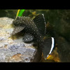 L181 Peppermint Bristlenose (Ancistrus sp)