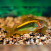 Gold Laser Cory Corydoras sp. 'CW010'