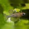 Spotted Blue Eye Rainbowfish Pseudomugil gertrudae