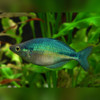 Lake Kutubu Blue Rainbowfish Melanotaenia lacustris