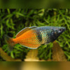 Boesemani Rainbowfish Melanotaenia boesemani