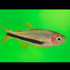 Black Arrow Tetra (Inpaichthys luizae)
