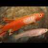 Lyretail Killifish (Aphyosemion australe hjersseni) pair
