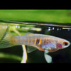 Tiger Teddy (Neoheterandria elegans)
