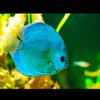Cobalt Blue Discus ( Symphysodon aequifasciatus)