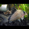 Bandit Cory (Corydoras metae)