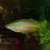 Red Striped Rainbowfish Melanotaenia rubrostriata