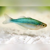 Black Banded Rainbowfish Melanotaenia Nigrans
