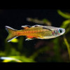 Pacific Blue Eye Rainbowfish (Pseudomugil signifer)