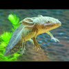 Wild Green Axolotl (Ambystoma mexicanum)